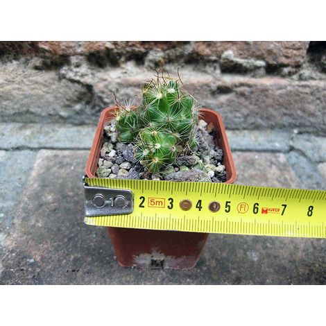 Mammillaria surculosa 4 cm, cactus, pianta grassa