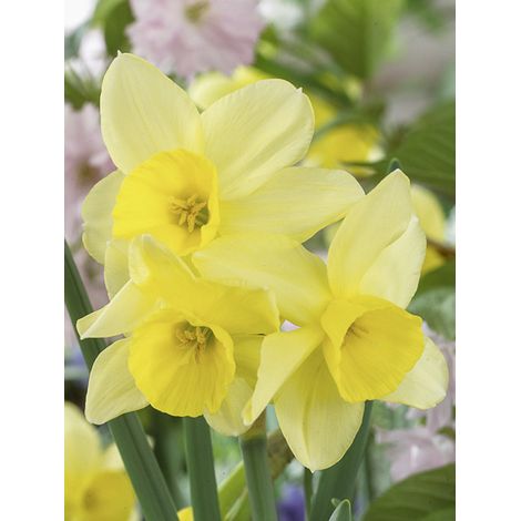 Narcisse multiflore 'Stint' Bulbe calibre 12+ (par 10) (1/2)