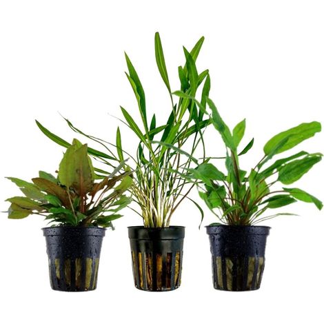 Pflanzen Set mit 3 Cryptocoryne Aquariumpflanzen Set Nr.238