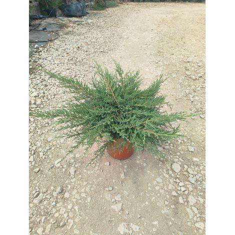 Genévrier Juniperus Pfitzeriana Aurea Pot 24 cm Conifère Persistant (1/2)