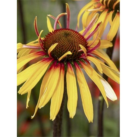 Rudbeckia pourpre 'Funky Yellow ' Godet de 8/9 cm (1/4)