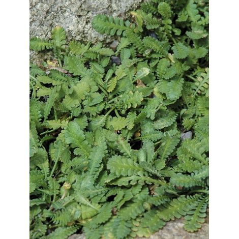 Cotule 'Minima' Godet de 8/9 cm (1/4)