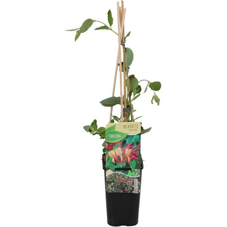 Bloomique - Lonicera Heckrottii Goldflame - Chèvrefeuille - Rouge, Jaune - Plantes grimpantes - Plantes de jardin - Rustiques - Pot 15cm - 70-80cm de Haut