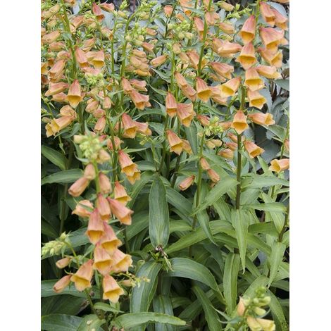 Digitale 'Goldcrest Waldigone' Godet de 8/9 cm (1/2)