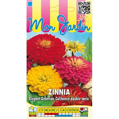 Zinnia élégant double de Californie varié – Plein soleil – Semis de mars à avril – Hauteur 50 cm – Couleur variée – 1g – Graines Bocquet (1/2)