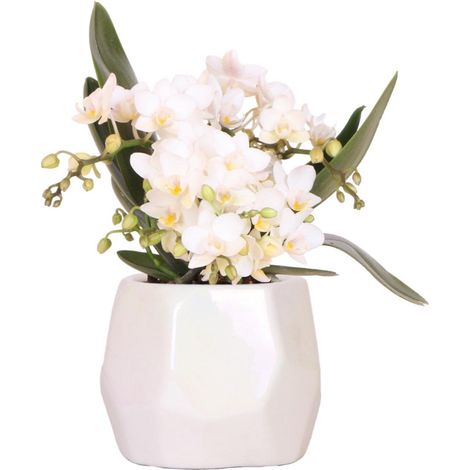 Orchidée Blanche avec Cache-Pot Travertin Brillant Ø9cm - Plante d'Intérieur Fleurie - PANGIVO (1/5)