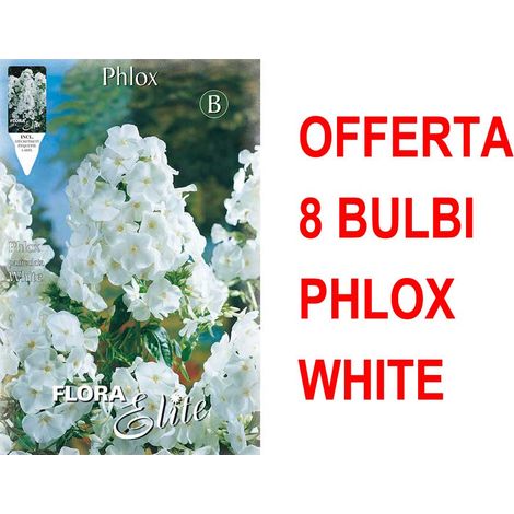 OFFERTA 8 BULBI PHLOX WHITE BULBS BULBES