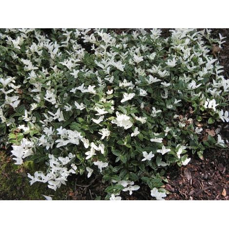 EUONYMUS FORTUNEI HARLEQUIN VASO 17CM