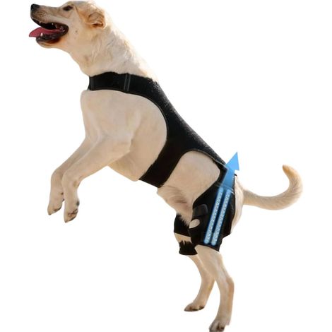Genouillère pour Chien - Manche Articulaire Réglable (1/5)