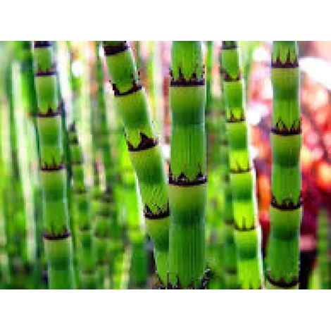 Gardenaria Coda di Cavallo - Equisetum hyemale - Graminacea ornamentale da esterno - Altezza: 60 cm (vaso 17)