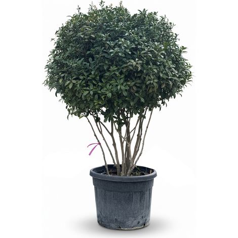 Photinia Fraseri Red Robin – Arbre parachute à plusieurs troncs – (1/4)