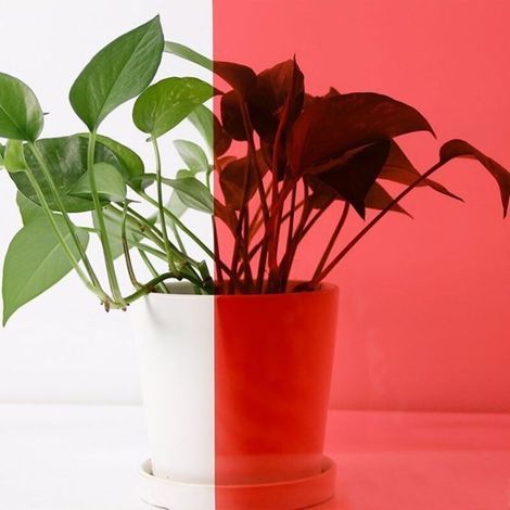 [JAMAIS UTILISÉ] Film transparent pour fenêtre, autocollant PET coloré (rouge, 40 x 100 cm) (1/4)