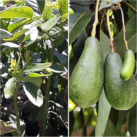 Planta Frutal Aguacate Fuerte. Resistente al Fr�o. 100 - 115 Cm
