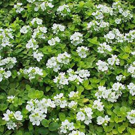 4 x Véronique rampante - Veronica repens  - godet 9x9 cm
