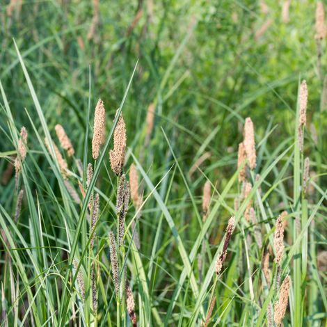 Laîche pendante - Carex pendula godet 9cm (1/2)