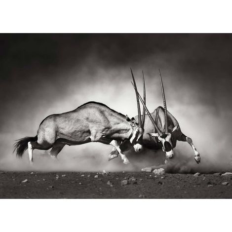 Tableau animaux duel noir & blanc | Tableau avec gazelles noir & anthracite pour salon | Tableau sur toile couloir & bureau - 0,7 x 0,5 m (1/2)