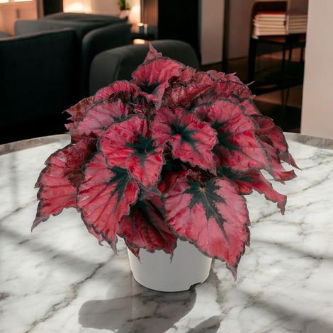 Gardenaria Begonia rex 'Kohala red' - Pianta da interno ornamentale - Altezza: 25 cm (vaso 13) (1/5)