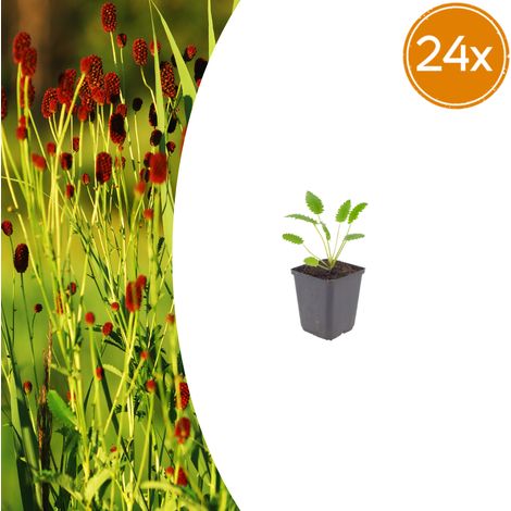 Lot de 24 Sanguisorba officinalis 'Tanna' Pimprenelle Vivace Fleurs Rouge Foncé Pot Ø 9 cm - PANGIVO (1/5)