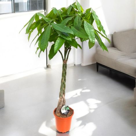 Gardenaria Pachira aquatica - Pianta da interno ornamentale - Altezza: 80 cm (vaso 19)