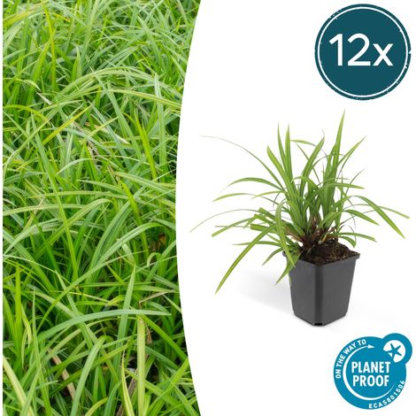 Lot de 12 Carex morrowii 'Irish Green' Laîche Couvre-sol Persistant Jardin et Ombre 10-25 cm Ø 9 cm - PANGIVO (1/5)