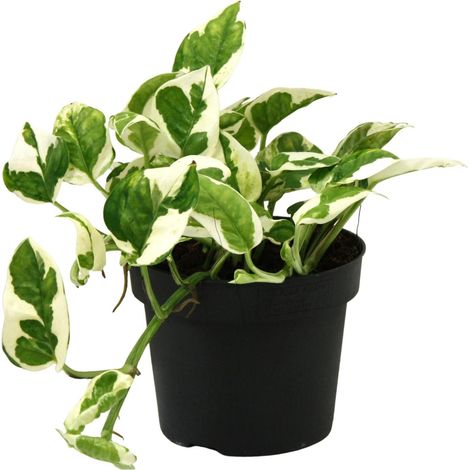 Scindapsus Epipremnum N'joy - Plante d'Intérieur Dépolluante - Ø12 cm - Hauteur 15 cm - PANGIVO