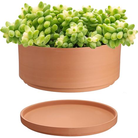 Pot de Fleurs en Terre Cuite pour Plantes succulentes, 24x12cm Pot de Fleurs Peu Profond, pour Plantes d'intérieur et d'extérieur, Pot Rond avec soucoupe et trou de Drainage (1/5)