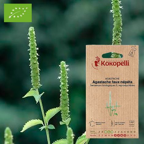Agastache Faux-Népéta- Graines bio à semer (1/2)