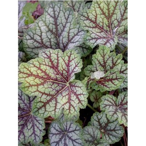 Heuchère 'Green Spice' Godet de 8/9 cm (1/2)