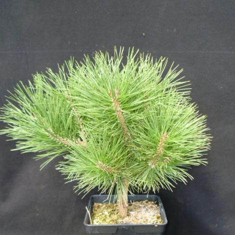 Pin noir Pierrick Bregeon®, Pinus/Pot de 5L - 40/60 cm (1/4)