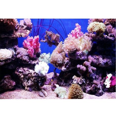 3D-Effekt-Klebeposter „Korallenwelt“ für die Aquariendekoration, 61 x 41 cm (1/5)