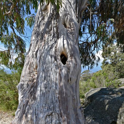 Eucalyptus pauciflora subsp pauciflora Buffalo - Gommier des neiges Pot de 4L/5L, Pot anti-chignon