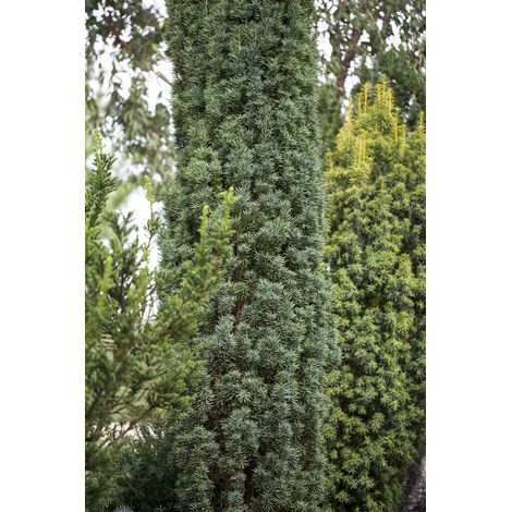 Schmale Säuleneibe 'Fastigiata Robusta' Taxus baccata 'Fastigiata Robusta' C 7,5 50- 60
