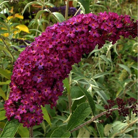 PIANTA DI BUDDLEJA IN VASO 18 CM ALBERO DELLA FARFALLA (foto reale) colori mix-ROYAL RED
