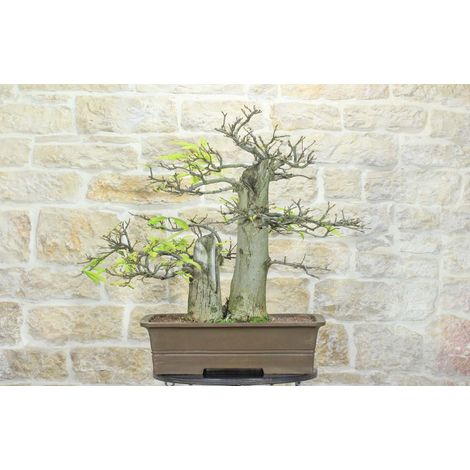 Bonsai Yamadori di Castagno (3)