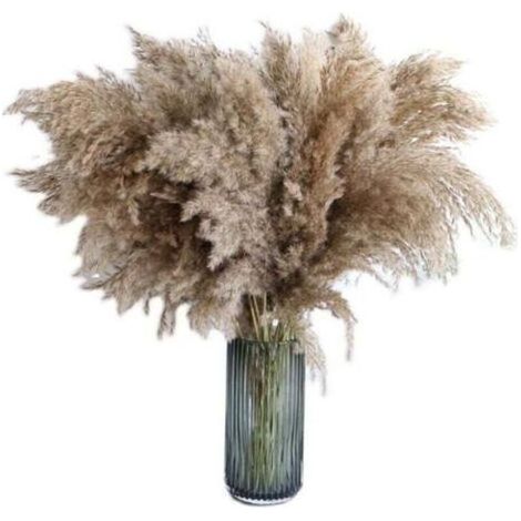 Herbe de la pampa, 20 pièces, 60 cm, séchée naturellement, mariage, bouquet tendance, fleurs artificielles, pour décoration intérieur, vases intérieur (1/4)