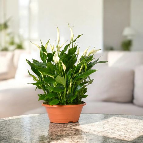 Gardenaria Spathiphyllum 'Bellini' - Pianta da interno ornamentale - Altezza: 45 cm (vaso 23) (1/4)