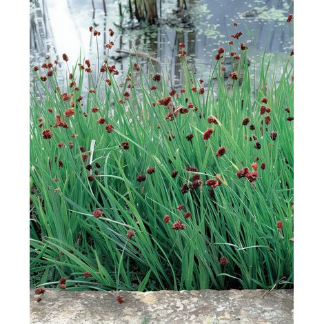 Gardenaria Giunco Ensifolius - Juncus ensifolius - Graminacea ornamentale da esterno - Altezza: 40 cm (vaso 17)