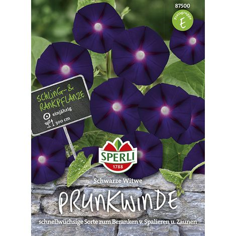 Sperli Prunkwinde Schwarze Witwe - 1 Portion (1/2)