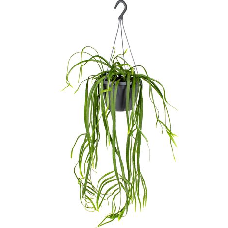 Bloomique - Lepismium Bolivianum - Plantes d’intérieur - Plantes suspendues - Très facile à entretenir - Hauteur 20-30 cm - Pot suspendu 17 cm (1/3)
