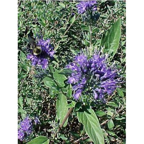 Barbe-bleue, Spirée bleue 'Heavenly Blue' Godet de 8/9 cm (1/3)
