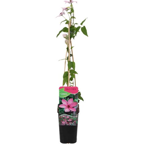 Bloomique - Clématite Hagley Hybride - Vigne forestière - Rose - Plantes grimpantes - Plantes de jardin - Rustique - Pot 15 cm - 70-80 cm de haut