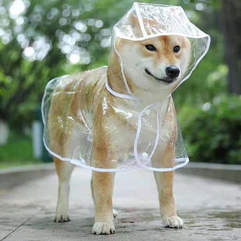 Waterproof coat for small dogs and cats, with hood, adjustable, in PVC, transparent, and ultra-light (1/3)