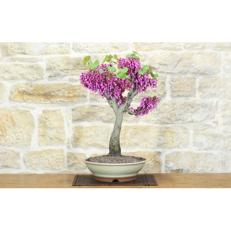 Bonsai di Cercis - Albero di Giuda (78) (1/5)