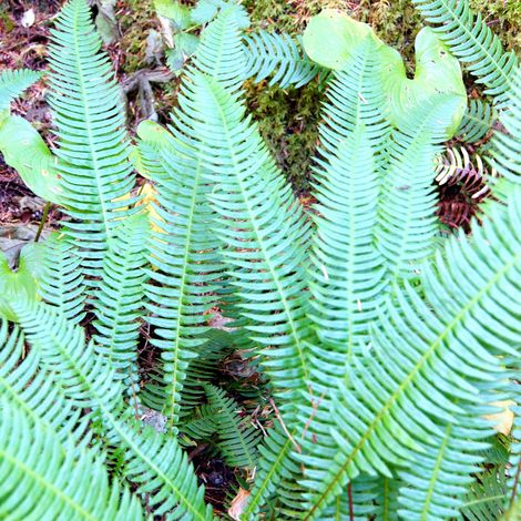 Blechnum en épi - Blechnum spicant Godet 9cm