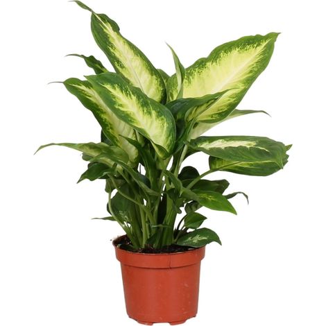 Dieffenbachia Camilla - Plante d'Intérieur au Feuillage Panaché - Pot Ø 12 cm - Hauteur 35 cm - PANGIVO (1/4)