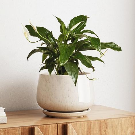 LE TAUCI Ceramic Flower Pot, 25cm Plant Pot with Drainage Hole and Saucer, Indoor Flower Pot for Modern Home Decoration, Beige (1/5)