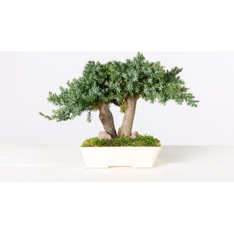 Pianta di Bonsai Ginepro stabilizzato h 25 cm (1/2)
