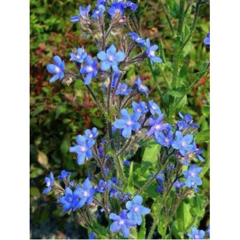Buglosse d'Italie 'Dropmore' Godet de 8/9 cm (1/3)