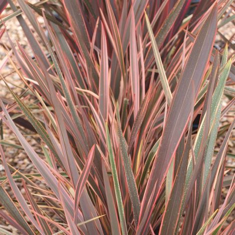 Lin de Nouvelle-Zélande Rainbow Queen, Phormium/Pot de 4L - 40/60 cm