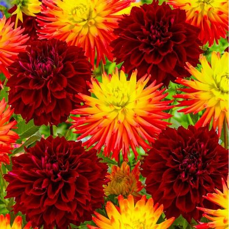 Dahlia - Black Sun - Bulbes à fleurs - 5 pièces - Multicolore - Bulbes à fleurs - Tubercules pour le jardin (1/5)